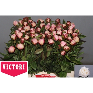 PAEO L GARDENIA
