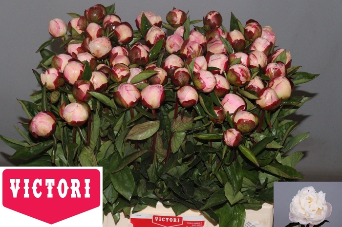 <h4>PAEO L GARDENIA</h4>