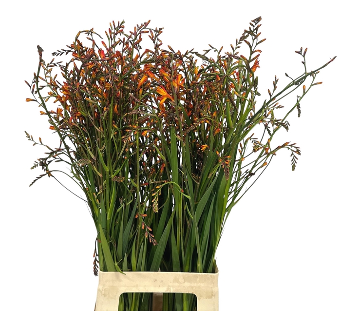 <h4>CROCOS LUCIFER</h4>