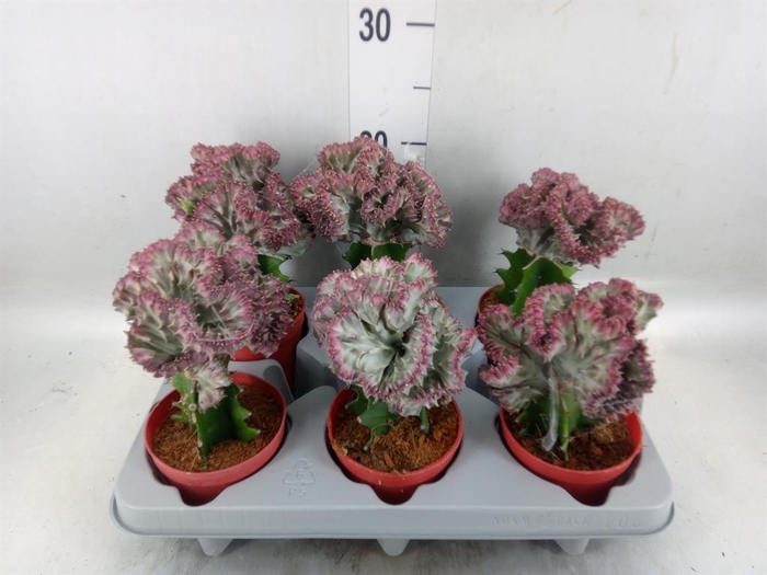 <h4>Euphorbia lactea</h4>