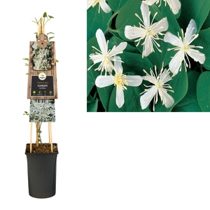Clematis terniflora +3.0 label