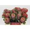 Banksia Coccinea