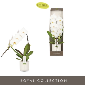 Phalaenopsis wit meer takken
