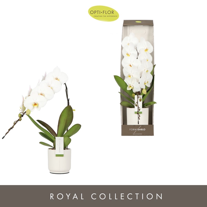 <h4>Phalaenopsis wit meer takken</h4>