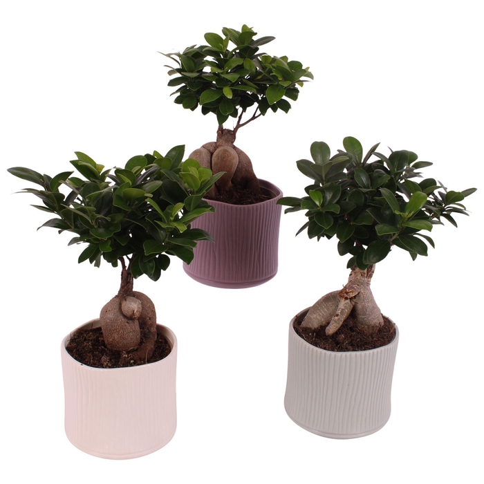 <h4>Ficus m. Ginseng Ball Shape Ø12cm in Ø13cm Ceramic SE570</h4>