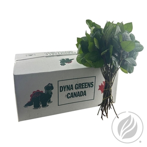 Salal Tips Dyna