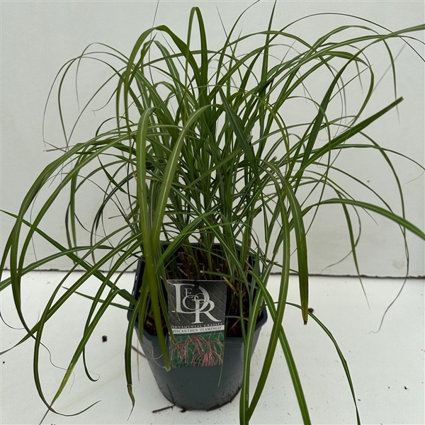 <h4>Graminées Miscanthus 'Flamingo'</h4>