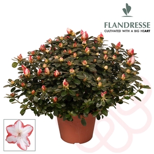 Azalea Flandresse® 'sachenstern' 30 - 32 cm