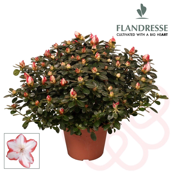 <h4>Azalea Flandresse® 'sachenstern' 30 - 32 cm</h4>