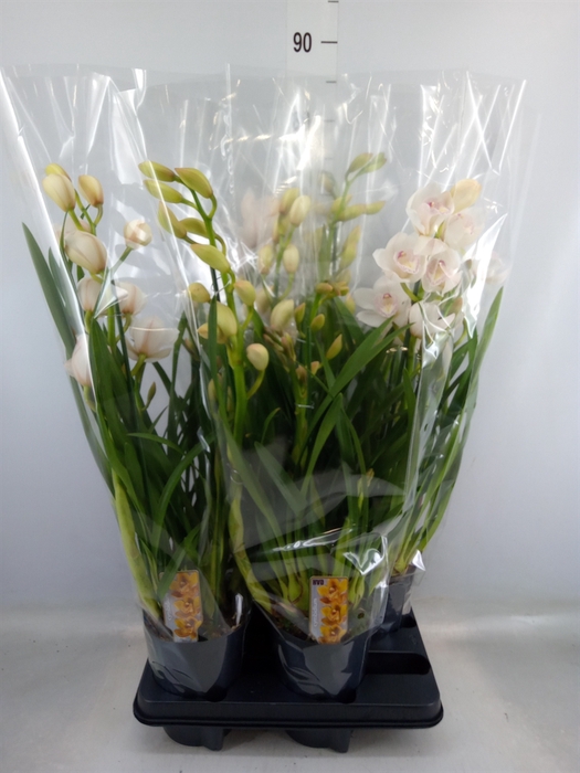 <h4>Cymbidium   ...</h4>