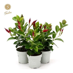 Viva Mandevilla Red P10