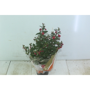 BRINCO DE PRINCESA P15