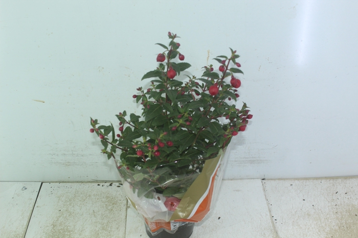 <h4>BRINCO DE PRINCESA P15</h4>