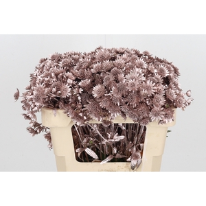 Astrantia Kl Bh Champagne