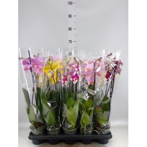 PHALAENOPSIS   ...MIX 2 SPIKE 14+ Y