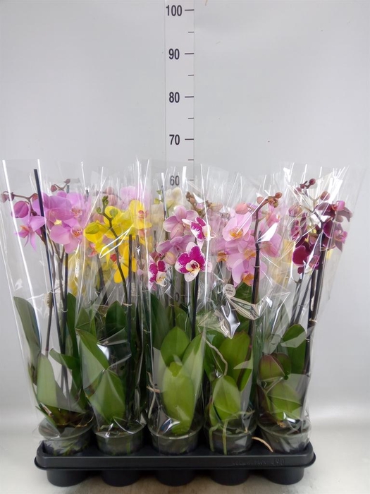 <h4>PHALAENOPSIS   ...MIX 2 SPIKE 14+ Y</h4>