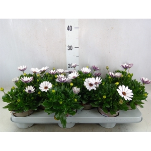 Osteospermum  'Margarita White'