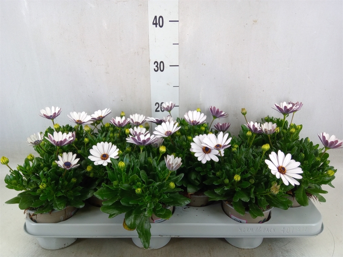 <h4>Osteospermum  'Margarita White'</h4>