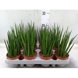 Sansevieria bacularis
