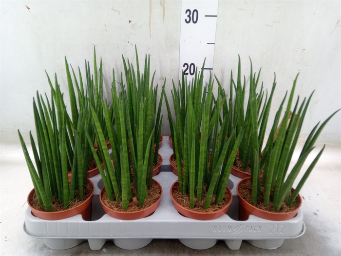 <h4>Sansevieria bacularis</h4>