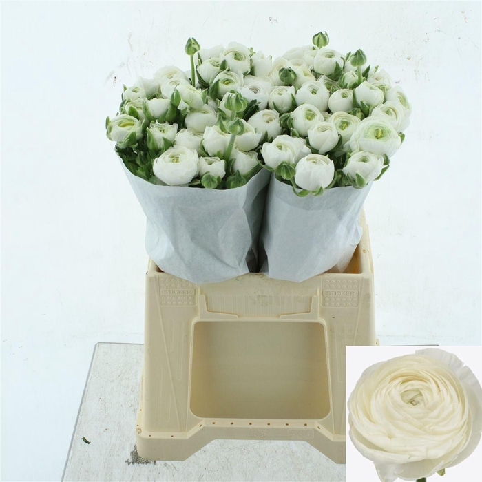 <h4>RAN SU NIVEO</h4>