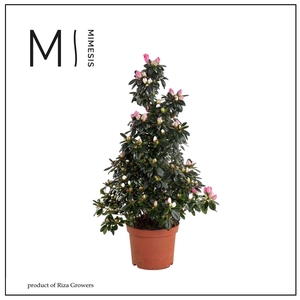 Azalea 17 cm roze Piramide - Mimesis