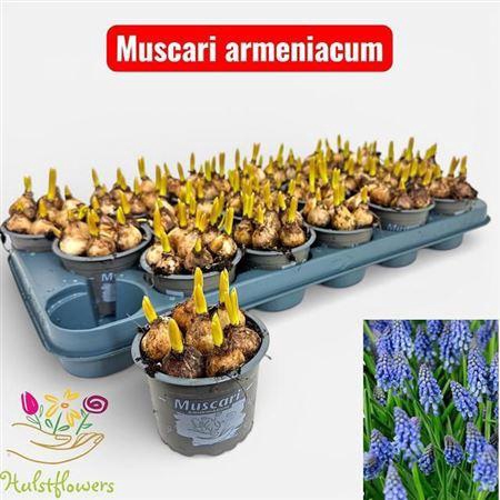 <h4>Muscari Armeniacum</h4>