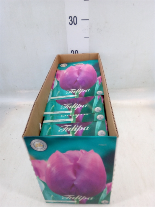 <h4>Tulipa   ...flowerbulbs</h4>