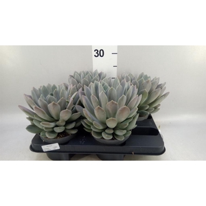 Pachyphytum  'Draco'