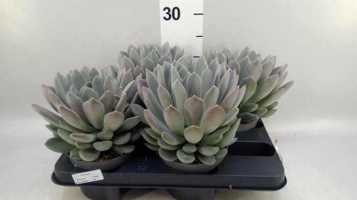 <h4>Pachyphytum  'Draco'</h4>