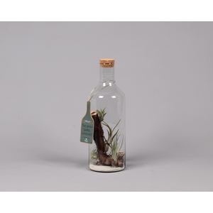Green Bottle H43 middel met Tillandsia Air Plant