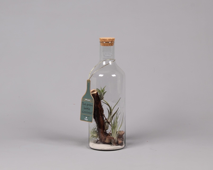 <h4>Green Bottle H43 middel met Tillandsia Air Plant</h4>