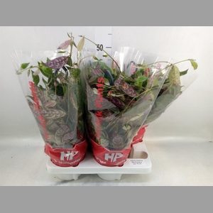 Aeschynanthus marmoratus