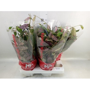 Aeschynanthus marmoratus