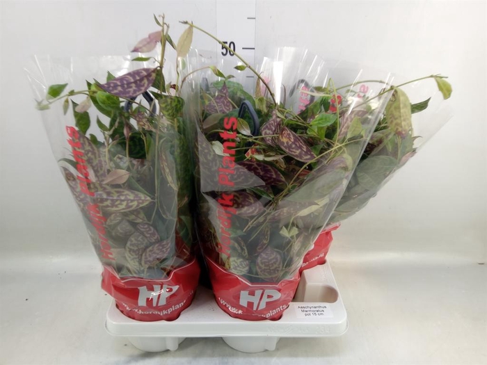 <h4>Aeschynanthus marmoratus</h4>