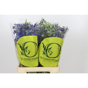 Delph En Belladonna Volkerfrieden Oriental Blue