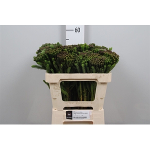 Kaaps Brunia Albiflora Green