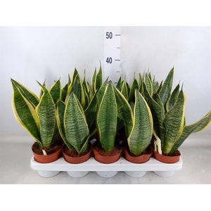 Sansevieria trifa. 'Futura Superba'