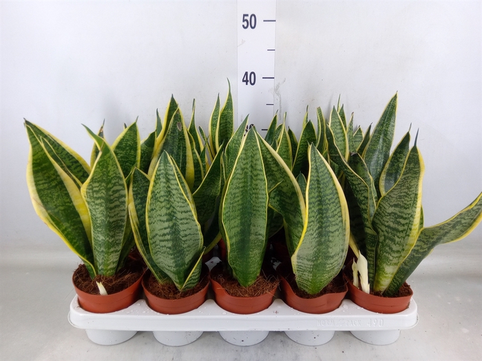 <h4>Sansevieria trifa. 'Futura Superba'</h4>