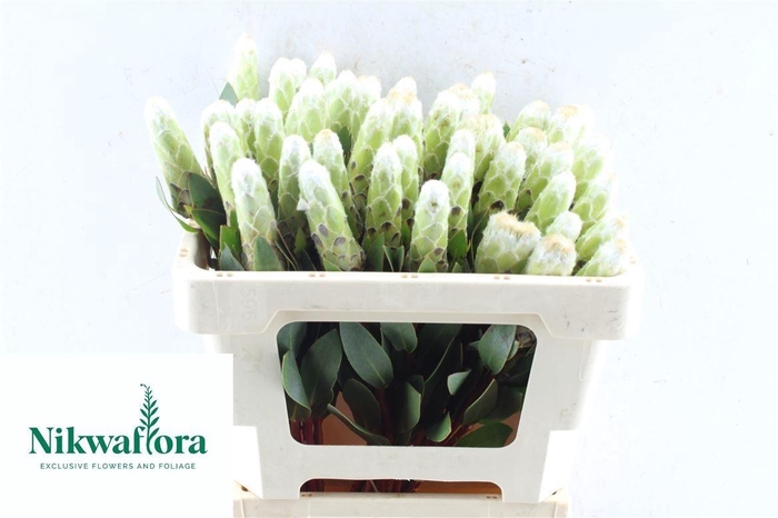 <h4>PROTEA MUNDII</h4>