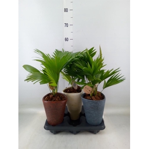 Livistona rotundifolia