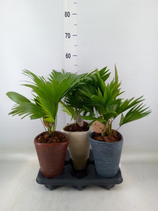 <h4>Livistona rotundifolia</h4>