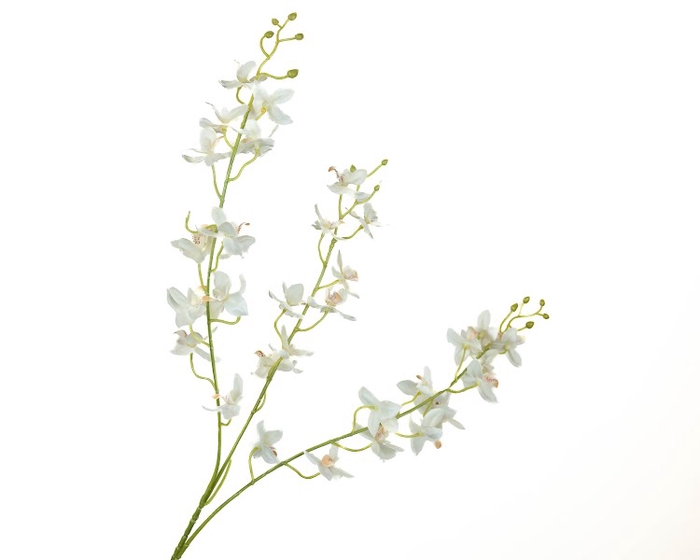 Dendrobium Orchid White