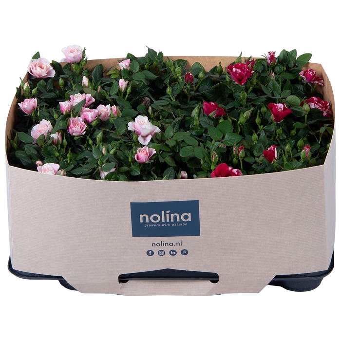 <h4>Nolina Roses Ø 7 cm. Mix Gigi/Piia Traykraag</h4>