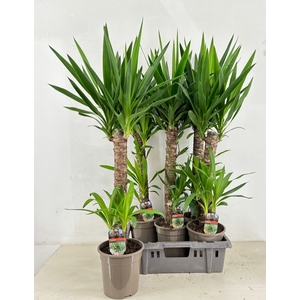 YUCCA