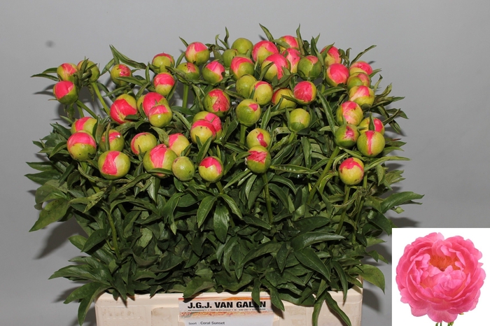 <h4>PAEO CORAL SUNSET</h4>