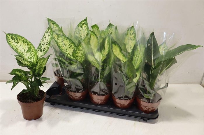 <h4>Dieff Ov Gem</h4>