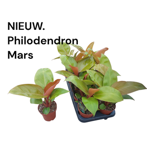 Philodendron Mars