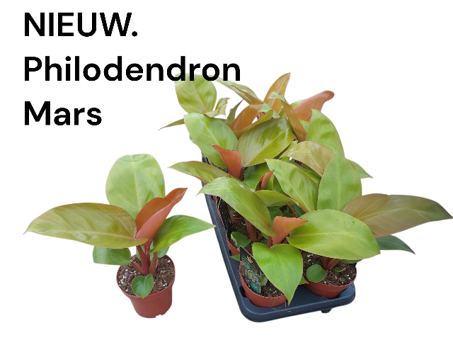 <h4>Philodendron Mars</h4>
