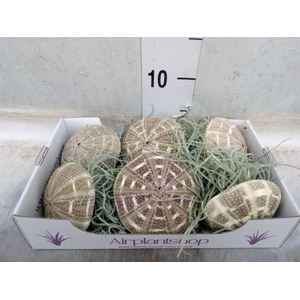 Tillandsia usneoides